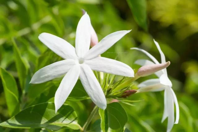 7种常见的芳香植物，有助于护肤美容，送给心爱的人吧