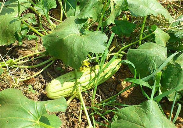 菜瓜主要栽培技术，田间管理及病虫害防治，不可忽视的小技巧