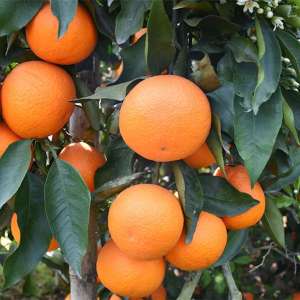 柑果种植(柑橘种植技术与管理技术)