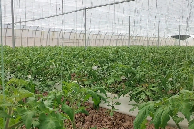 看起来复杂的水培番茄，原来优势那么多，比土壤种植产量高
