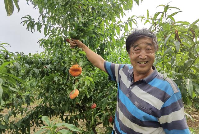 桃王屈海全：36年种植“良心桃”，带动桃农共同致富