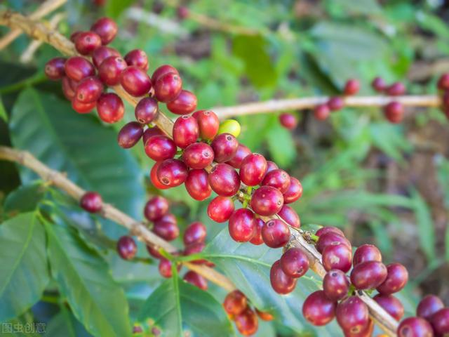 咖啡的栽培技术，这些栽培要点把握好，就能量产，值得收藏