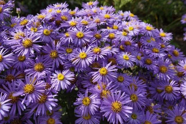 常年花开不停的紫苑花，买点种子撒院子就能活，养花盆里能开满盆