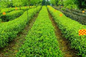 茶叶种植的区位条件(种植茶树必备的4个环境条件)