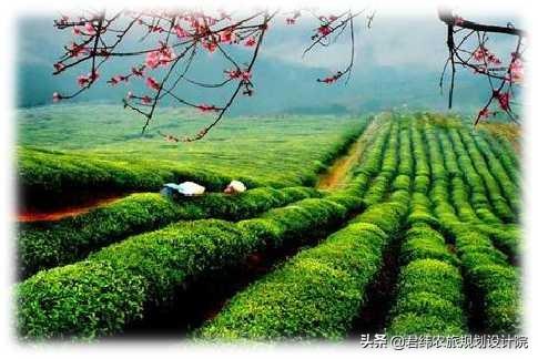 毕节高山生态茶产业建议书甘河养老养生基地可行性研究报告编制