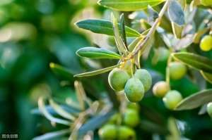 油橄榄种植条件(油橄榄种植技术要点)