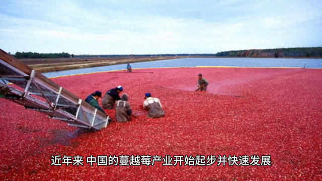 中国蔓越莓的生产与种植#蔓越莓