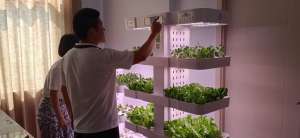 香菜种植机器(懒人10平米阳台造智能水培种植箱，一年四季收菜30种，值得一试)