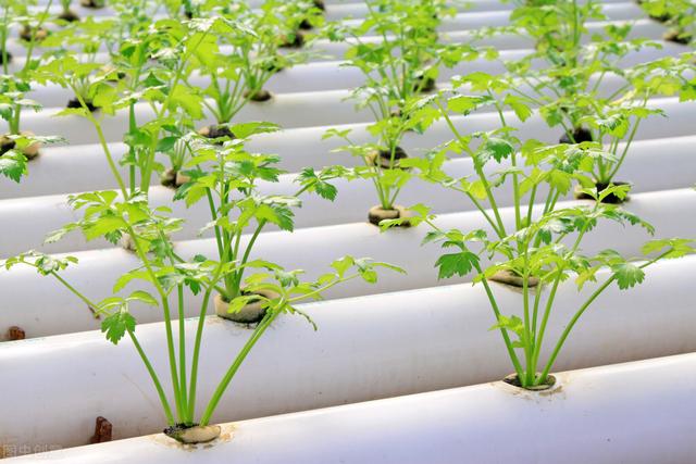芹菜栽培4个小窍门，简单易学，优质高产栽培有保障