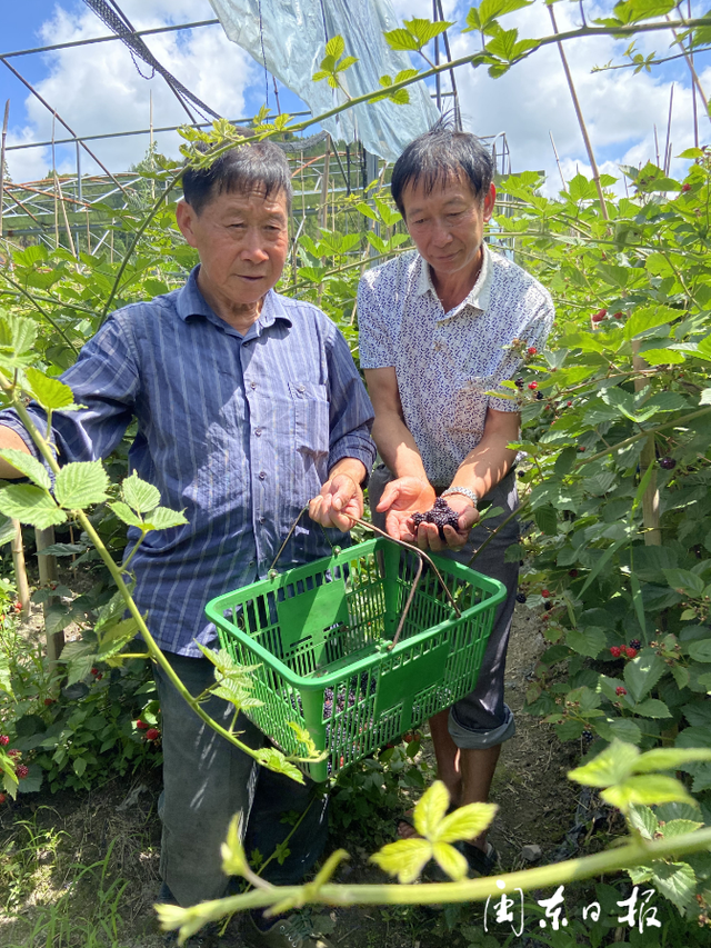 屏南：黑莓种植开辟增收新路径