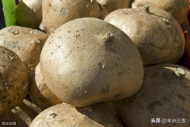 豆薯规范化栽培技术，学会科学种植方法，才能更有效提高产量