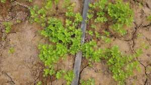 芹菜的种植方法(芹菜高产种植，直接播种和育苗移栽有区别，哪种方法合适？)