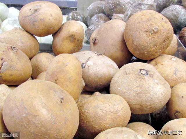 豆薯规范化栽培技术，学会科学种植方法，才能更有效提高产量