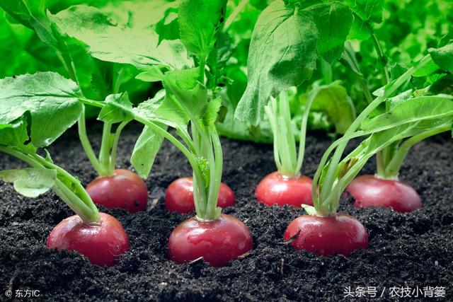 学会这些萝卜种植管理小窍门，产量能够增加20%以上！