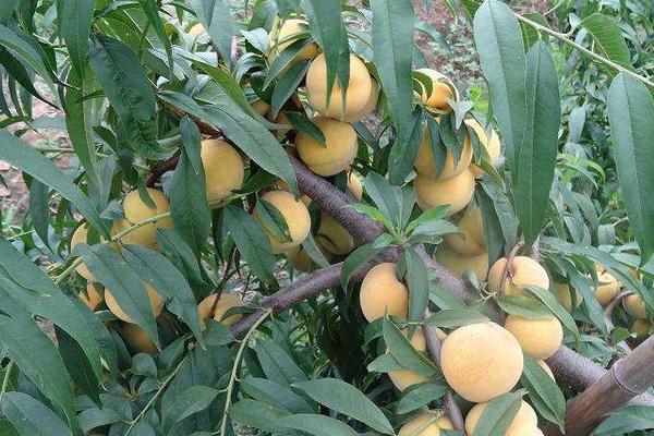 未来五年种植黄桃怎样？效益和前景分析