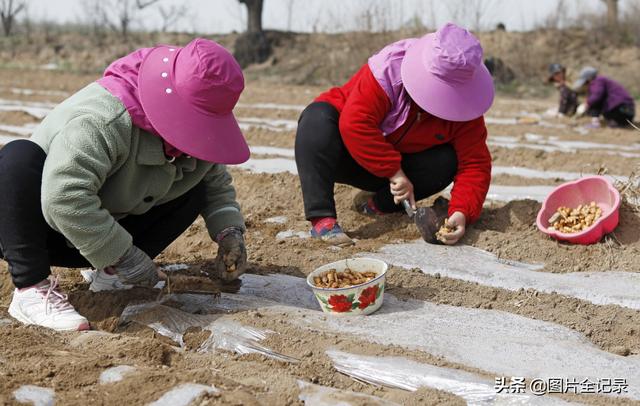 山西襄汾：家庭农场种植中药材500亩，年产值突破200万元
