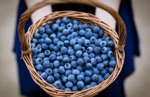 西安哪里种植树莓(刚刚摘完樱桃的陕西人，你知道西安还能采摘蓝莓吗？)