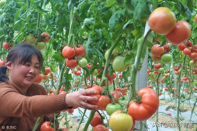西红柿种植用好这5种小方法，同样的地块能够多收好几成！