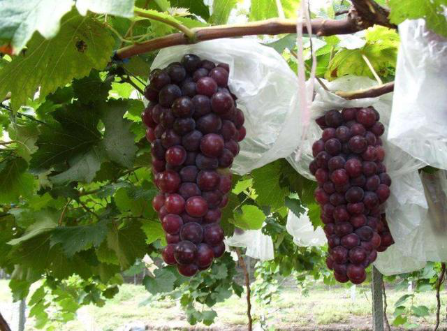 长兴藤稔葡萄种植技巧，以下6点教你用好生长调节剂，轻松增产