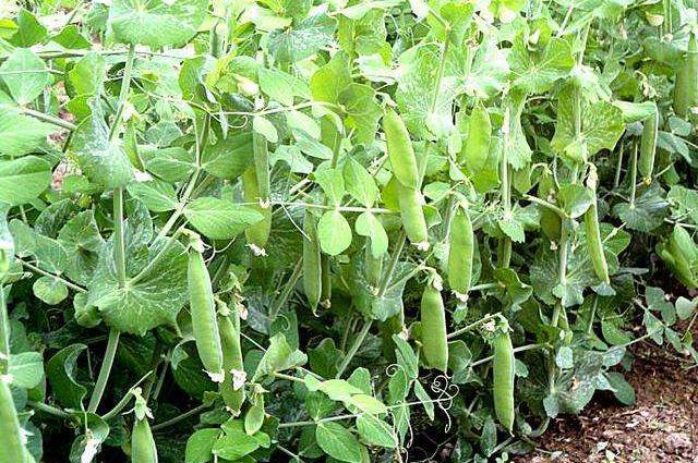 种植豌豆春季工作很关键，分享5点实用的管理措施，有利于促高产
