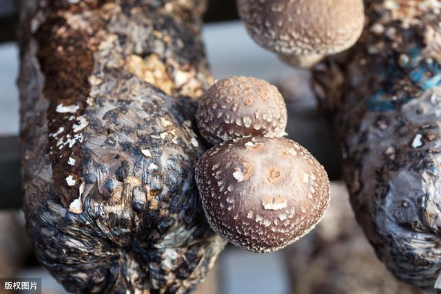 袋料香菇栽培技术，掌握种植方法和技巧，学会产量翻一番