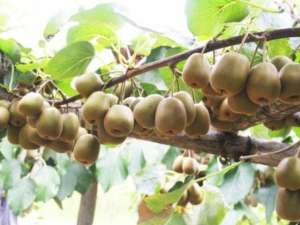 猕猴桃种植区(猕猴桃种植的4大条件及风险种植主产区分布)