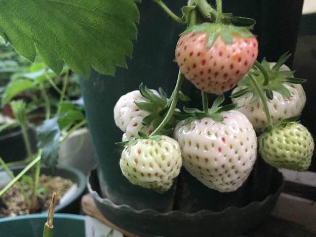 阳台种植草莓的几点经验，根系好长势好，顺利吃到自己种的草莓