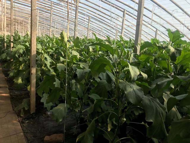 低温大棚茄子管理有妙招，管理措施到位才能有高产