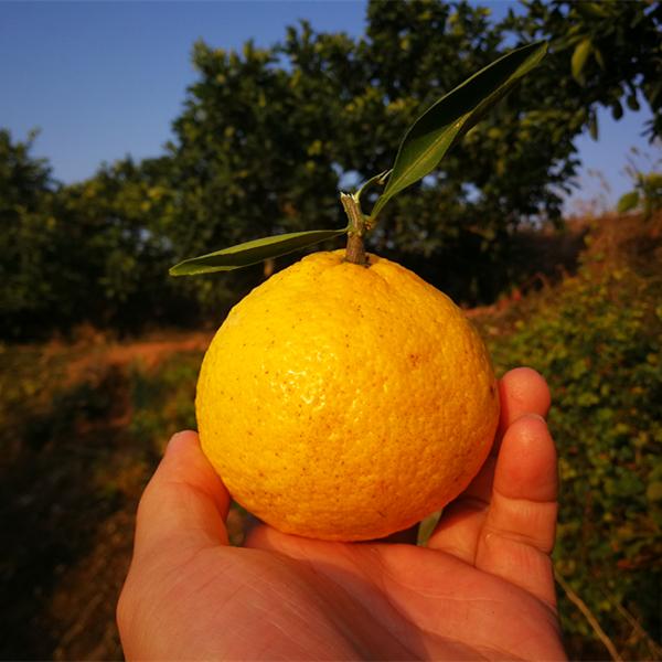黄金贡柚（春香）橘柚品种特性及栽培技术要点