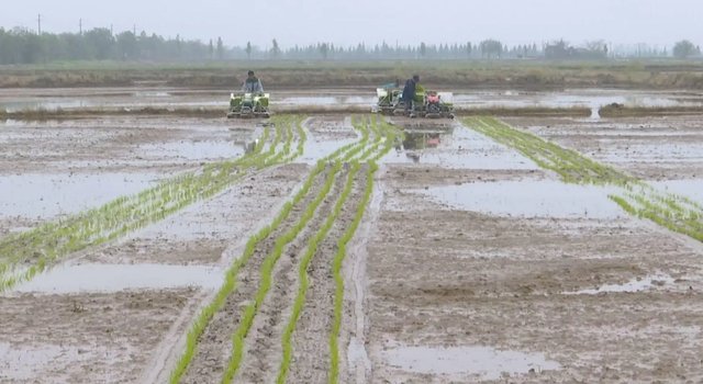 每天能种三百亩水稻？上海这一高端播种技术火了，数亿农民有福了