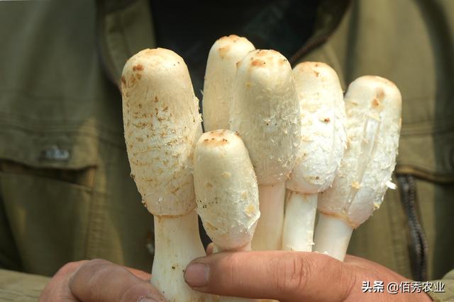 曾是北方野生蘑菇，今人工种植潜力大，因形似鸡腿而出名
