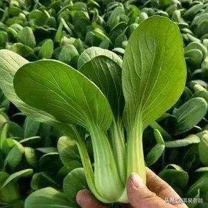 新西兰蔬菜种植(上海青菜春季种植时间及相关措施)