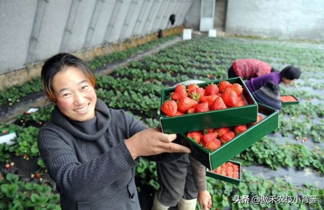 草莓上市早、产量高，促好花芽分化是关键，这十个管理技巧要用好