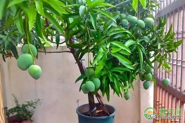 种植课堂：芒果盆栽种植小妙招