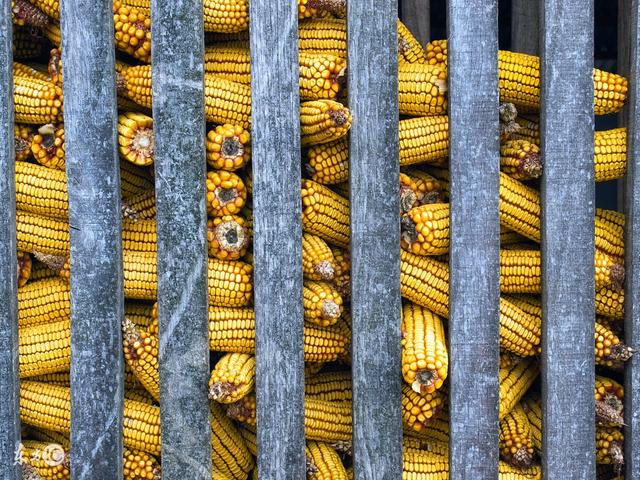 冬季存贮玉米的4点注意事项 让你的玉米卖高价