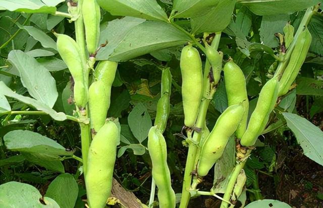 蚕豆适合在什么季节栽培？
