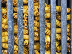冬天种植玉米(冬季存贮玉米的4点注意事项 让你的玉米卖高价)