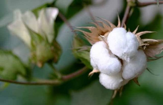 棉花发展史：长途迁徙，在此安家，没有棉花的日子古人怎么过？