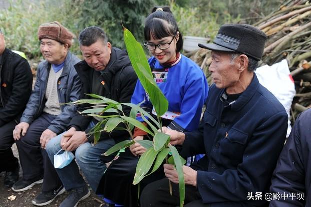 平坝打磨村：户户种植粽子叶 家家有了“摇钱树”