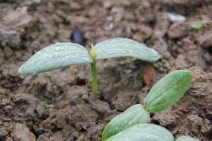 西瓜籽发芽后怎么种植(西瓜籽直接种土里会发芽吗？还需要掌握3个要素，家里花盆也能种)