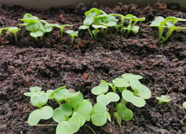 阳台种植小白菜，只需3个步骤，发芽快长势旺，好吃好看又新鲜