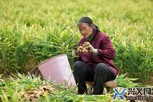 贵州 生姜种植基地(兴义市义龙新区：618万亩生姜喜获丰收 预计产值将达43亿元)