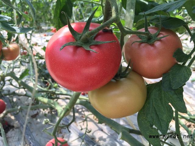 农业栽培：露地番茄越夏栽培技术