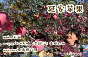 延安苹果种植的区位条件(中国“红色圣地”成为世界“苹果之都”)