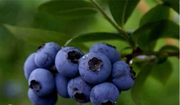 蓝莓的种植时间和方法