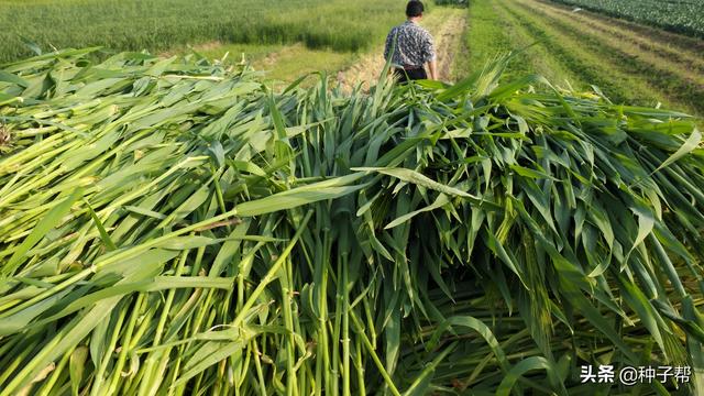 饲草大麦一年能收割3茬，亩产干草800kg，种植管理技术介绍