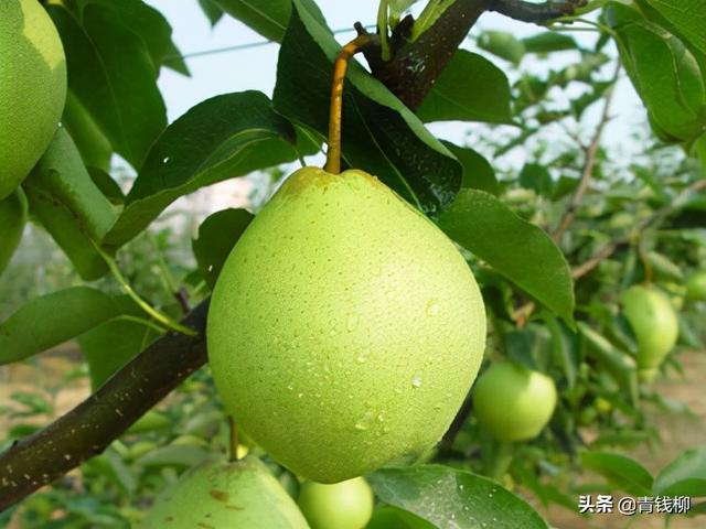 梨树高效生态栽培技术