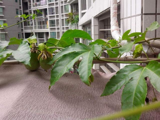 很适合阳台盆栽的百香果，秋天种下，来年六月开花，九月果满盆