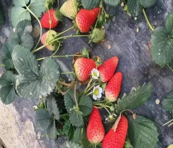 今年市面上什么品种的草莓最好吃？好吃的草莓品种都在这里