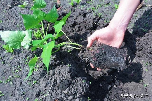 祖上留下来的红薯种植方法，巧妙使用灰和粪肥，产量高品质好